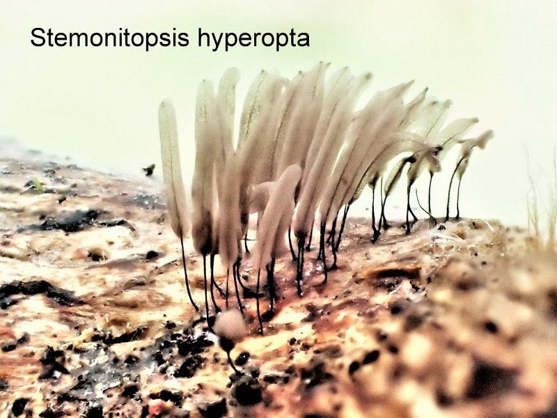 Stemonitopsis hyperopta-amf4-1.jpg - Stemonitopsis hyperopta ; Syn: Stemonitis hyperopta